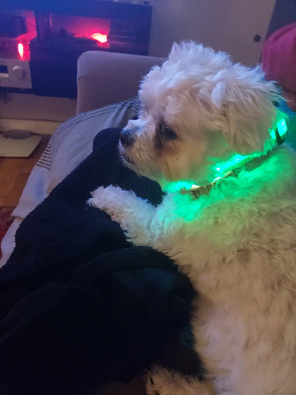 Pet LED Collar and Leashes